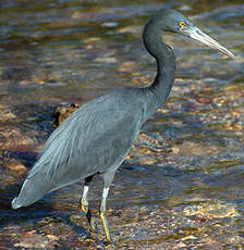 Aigrette sacrée