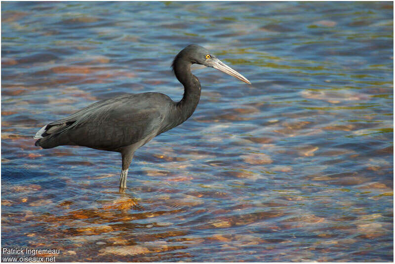 Aigrette sacréeadulte