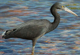 Pacific Reef Heron