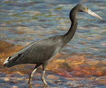 Pacific Reef Heron