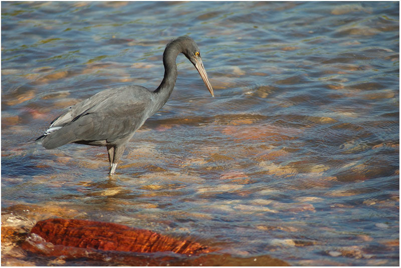 Aigrette sacréeadulte