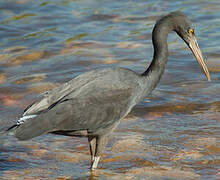 Pacific Reef Heron