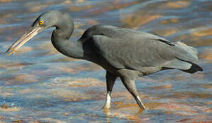 Pacific Reef Heron