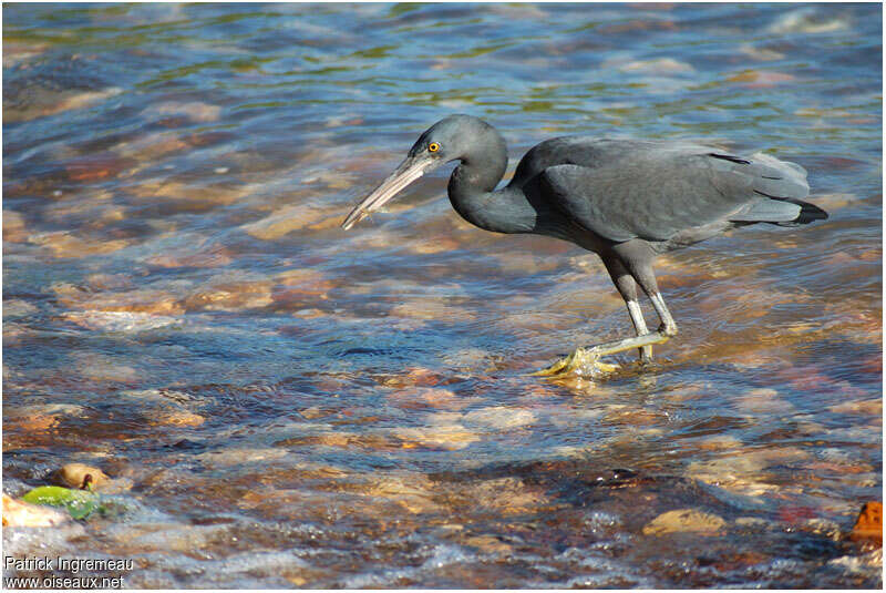 Pacific Reef Heronadult