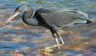 Pacific Reef Heron