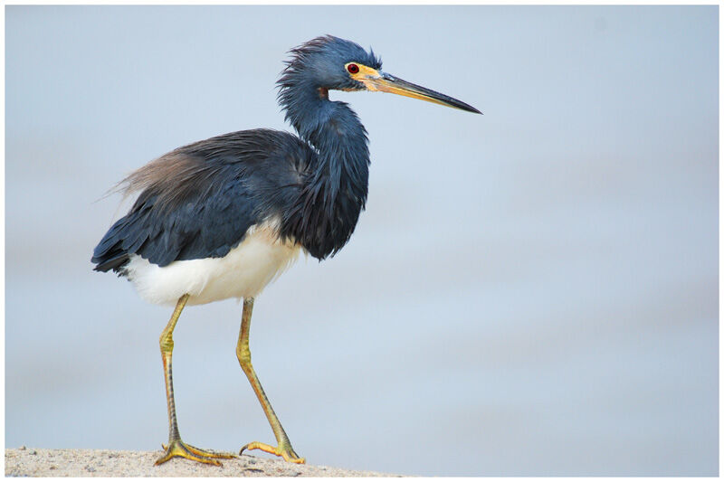 Aigrette tricoloreadulte