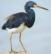 Aigrette tricolore