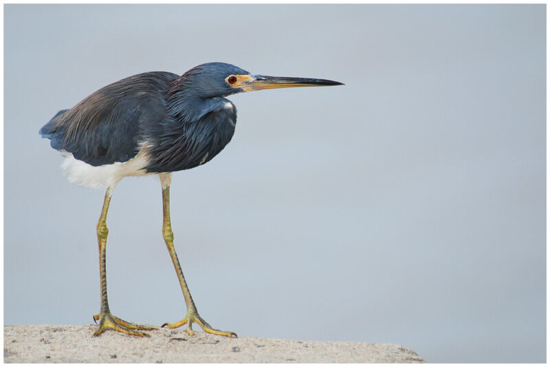 Aigrette tricoloreadulte