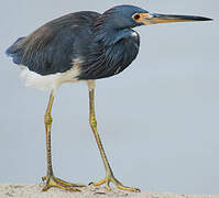 Aigrette tricolore