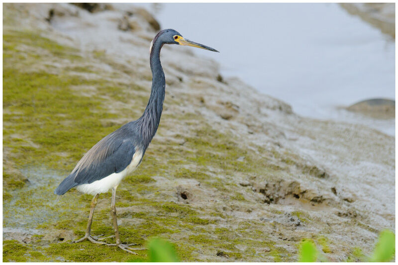 Aigrette tricoloreadulte nuptial