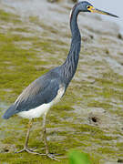 Aigrette tricolore