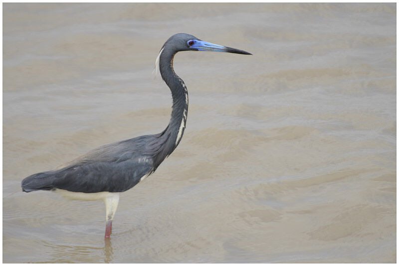 Tricolored Heronadult breeding