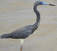 Tricolored Heron