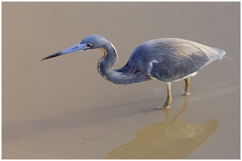 Aigrette tricoloreadulte nuptial