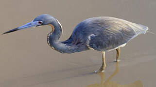 Aigrette tricolore