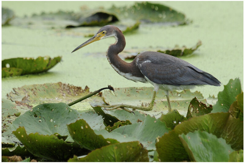 Aigrette tricoloreadulte