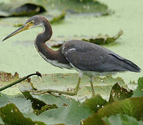 Aigrette tricolore