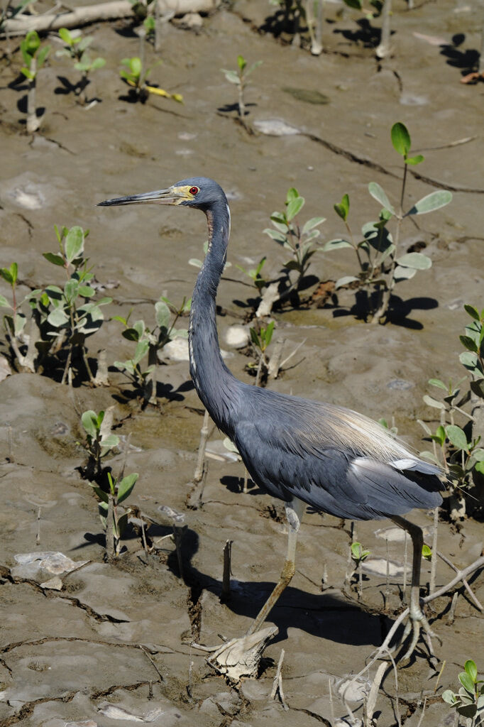 Aigrette tricoloreadulte nuptial