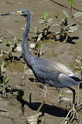 Tricolored Heron