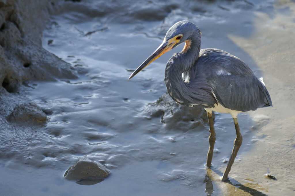 Tricolored Heronadult, identification