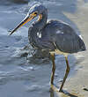 Aigrette tricolore