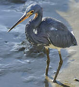 Aigrette tricolore