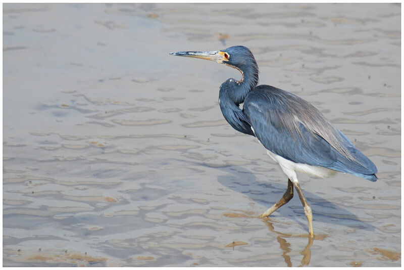 Aigrette tricoloreadulte