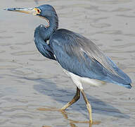 Tricolored Heron