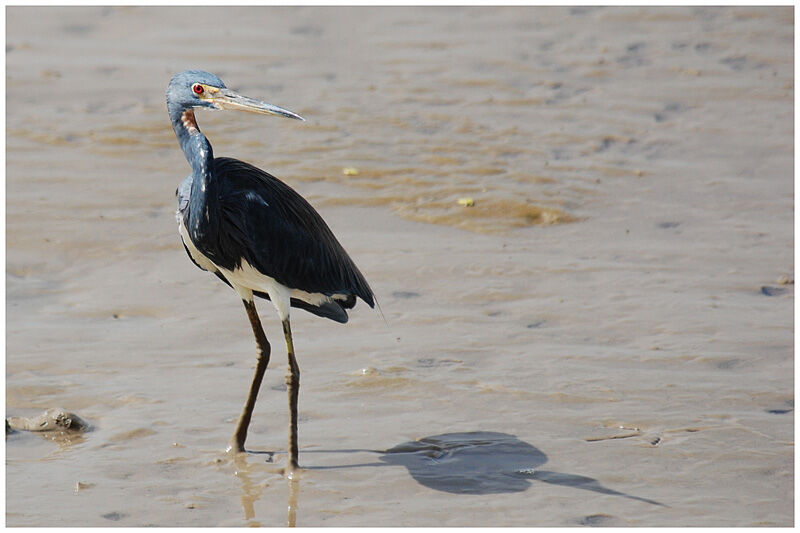 Aigrette tricoloreadulte