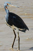 Aigrette tricolore