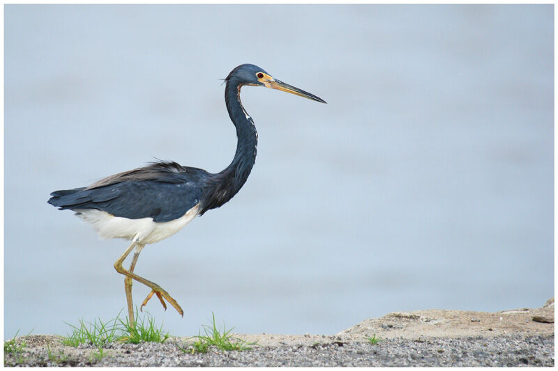 Aigrette tricoloreadulte