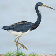 Aigrette tricolore