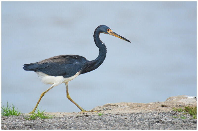 Aigrette tricoloreadulte