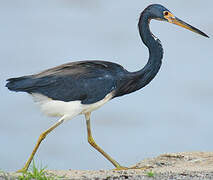 Tricolored Heron