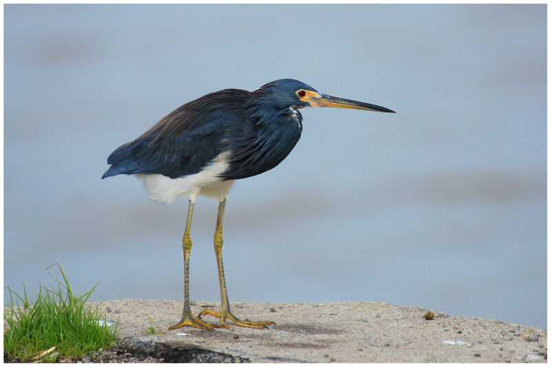 Tricolored Heronadult