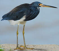 Aigrette tricolore