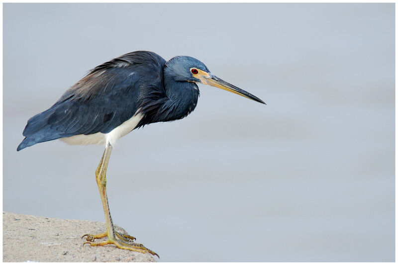 Aigrette tricoloreadulte