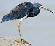 Aigrette tricolore