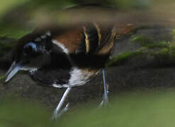 Ferruginous-backed Antbird