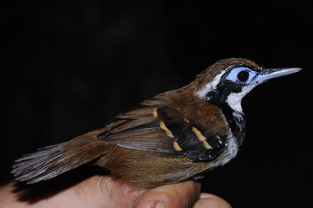 Ferruginous-backed Antbird female adult