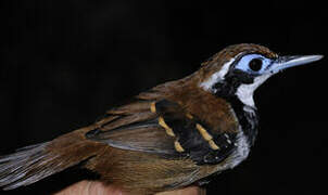 Ferruginous-backed Antbird