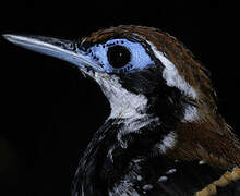 Ferruginous-backed Antbird