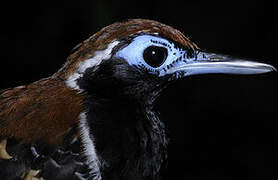 Ferruginous-backed Antbird