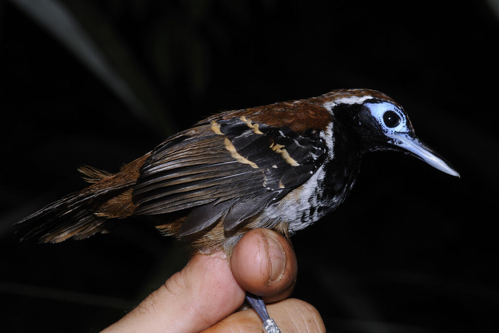 Ferruginous-backed Antbird male adult