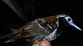 Ferruginous-backed Antbird