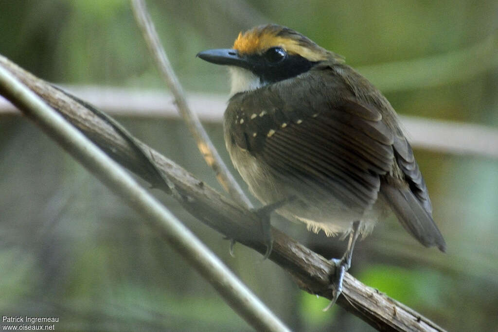 White-browed Antbird female adult, identification