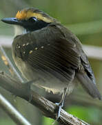 White-browed Antbird