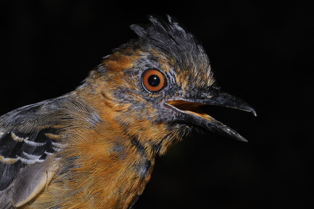 Black-headed Antbird female