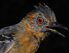 Black-headed Antbird