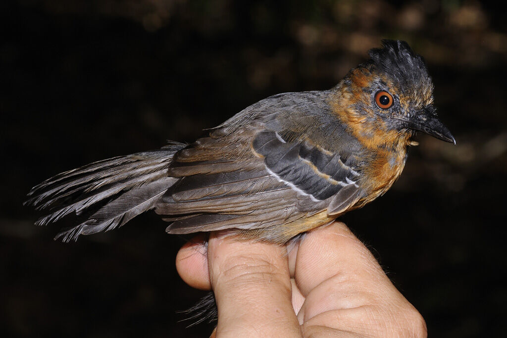 Black-headed Antbird female